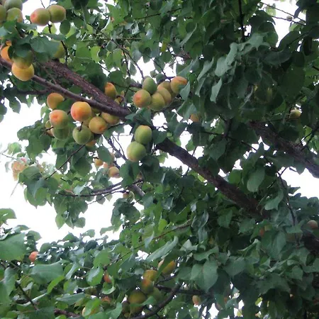 Kybele Gocek Hotel Göcek