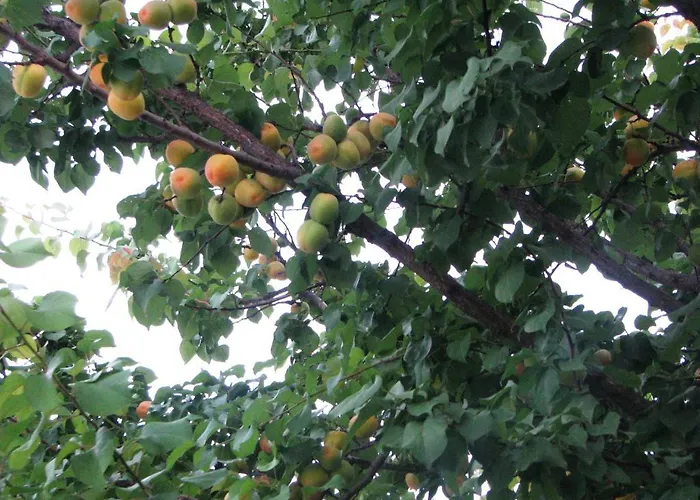 Kybele Gocek מלון גוג'ק